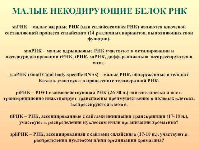 МАЛЫЕ НЕКОДИРУЮЩИЕ БЕЛОК РНК snРНК – малые ядерные РНК (или сплайсосомная