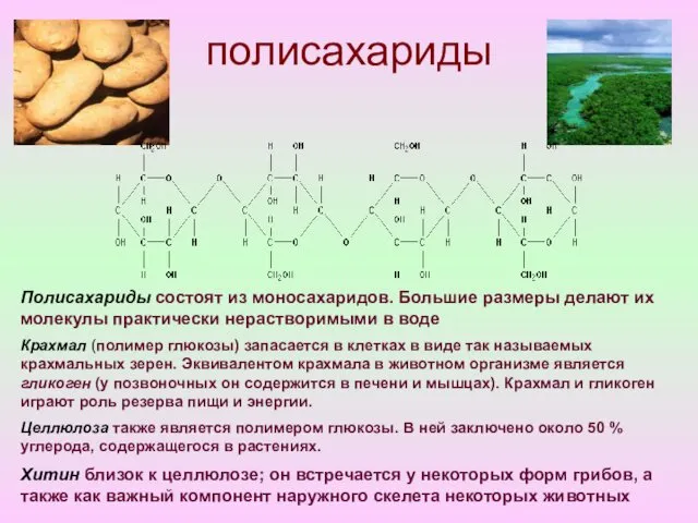 полисахариды Полисахариды состоят из моносахаридов. Большие размеры делают их молекулы практически