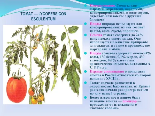 ТОМАТ — LYCOPERSICON ESCULENTUM Использование. Томаты едят сырыми, жареными, вареными, консервированными,