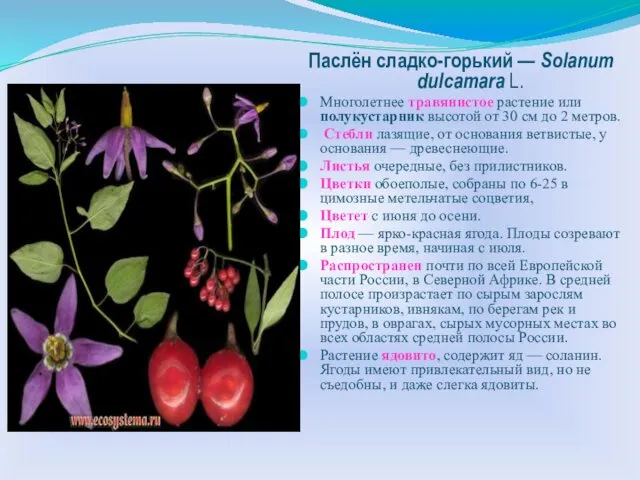 Паслён сладко-горький — Solanum dulcamara L. Многолетнее травянистое растение или полукустарник