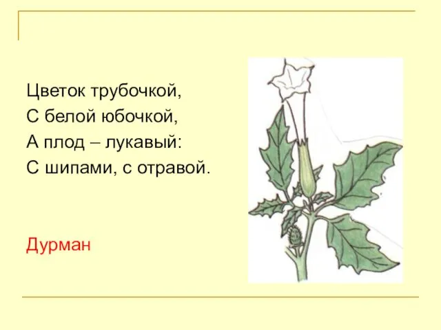Цветок трубочкой, С белой юбочкой, А плод – лукавый: С шипами, с отравой. Дурман