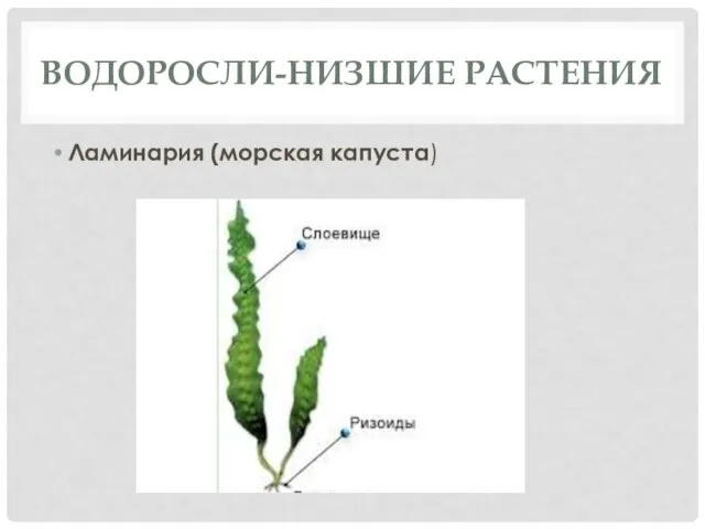 ВОДОРОСЛИ-НИЗШИЕ РАСТЕНИЯ Ламинария (морская капуста)