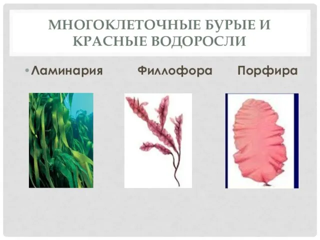 МНОГОКЛЕТОЧНЫЕ БУРЫЕ И КРАСНЫЕ ВОДОРОСЛИ Ламинария Филлофора Порфира