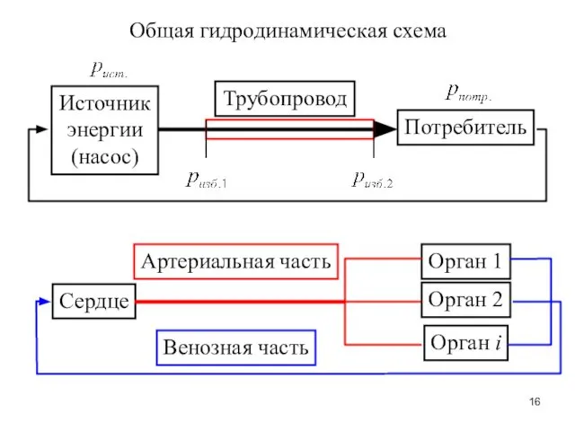 Общая гидродинамическая схема Источник энергии (насос) Потребитель Трубопровод Сердце Орган 1