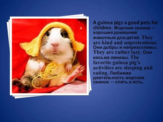 A guinea pigs a good pets for children. Морские свинки —