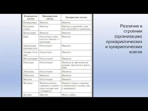 Различия в строении (организации) прокариотических и эукариотических клеток