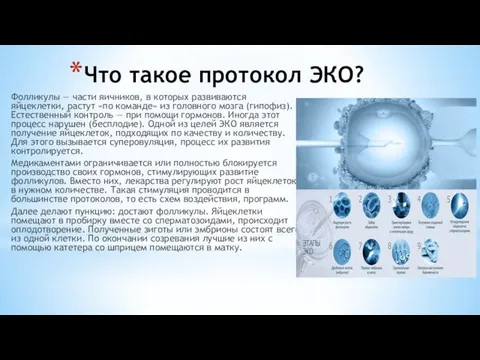 Что такое протокол ЭКО? Фолликулы — части яичников, в которых развиваются