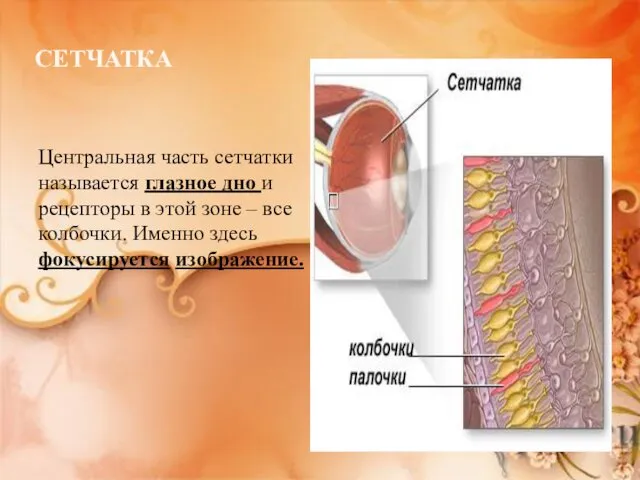 СЕТЧАТКА Центральная часть сетчатки называется глазное дно и рецепторы в этой