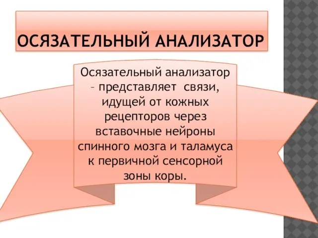 ОСЯЗАТЕЛЬНЫЙ АНАЛИЗАТОР Осязательный анализатор – представляет связи, идущей от кожных рецепторов