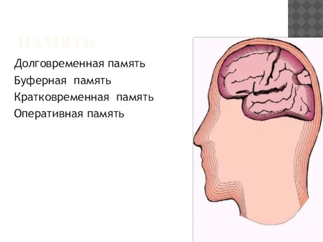 ПАМЯТЬ Долговременная память Буферная память Кратковременная память Оперативная память