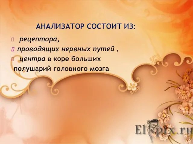 АНАЛИЗАТОР СОСТОИТ ИЗ: рецептора, проводящих нервных путей , центра в коре больших полушарий головного мозга