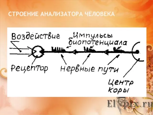 СТРОЕНИЕ АНАЛИЗАТОРА ЧЕЛОВЕКА