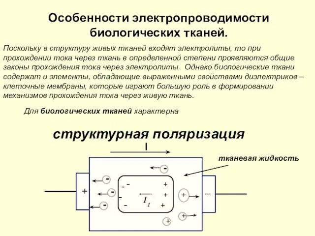 Особенности электропроводимости биологических тканей. Поскольку в структуру живых тканей входят электролиты,