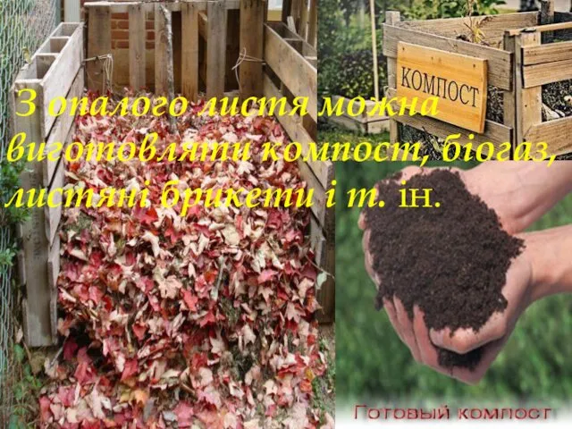 З опалого листя можна виготовляти компост, біогаз, листяні брикети і т. ін.