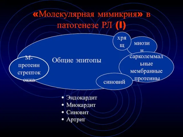 «Молекулярная мимикрия» в патогенезе РЛ (I) Эндокардит Миокардит Синовит Артрит миозин