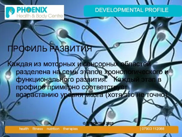 DEVELOPMENTAL PROFILE ПРОФИЛЬ РАЗВИТИЯ Каждая из моторных и сенсорных областей разделена