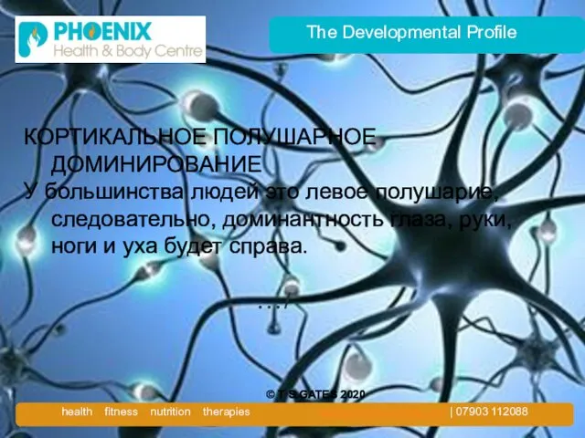 The Developmental Profile КОРТИКАЛЬНОЕ ПОЛУШАРНОЕ ДОМИНИРОВАНИЕ У большинства людей это левое