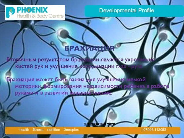 Developmental Profile БРАХИАЦИЯ Вторичным результатом брахиации является укрепление кистей рук и