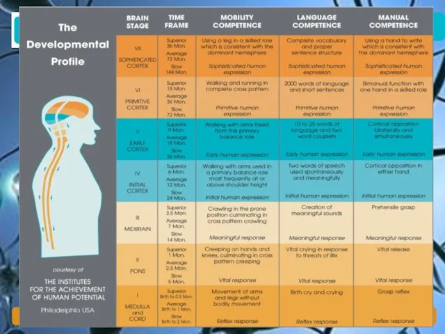 The Developmental Profile © T S GATES 2020