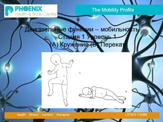 The Mobility Profile Двигательные функции – мобильность Стадия 1 Уровень 1