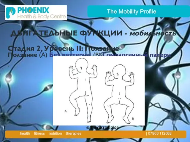 The Mobility Profile ДВИГАТЕЛЬНЫЕ ФУНКЦИИ - мобильность Стадия 2, Уровень II:
