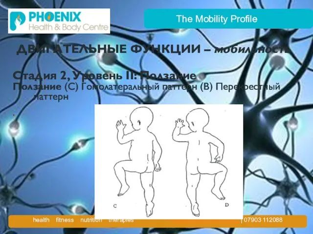 The Mobility Profile ДВИГАТЕЛЬНЫЕ ФУНКЦИИ – мобильность Стадия 2, Уровень II: