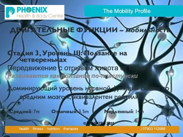 The Mobility Profile ДВИГАТЕЛЬНЫЕ ФУНКЦИИ – мобильность Стадия 3, Уровень III: