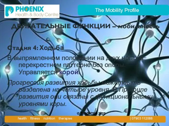 The Mobility Profile ДВИГАТЕЛЬНЫЕ ФУНКЦИИ – мобильность Стадия 4: Ходьба В