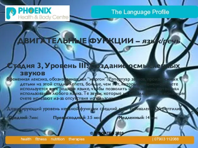 The Language Profile ДВИГАТЕЛЬНЫЕ ФУНКЦИИ – язык/речь Стадия 3, Уровень III: