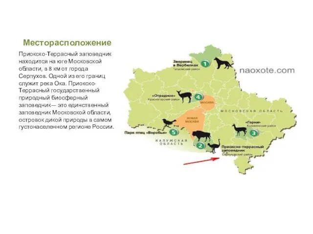 Месторасположение Приокско-Террасный заповедник находится на юге Московской области, в 8 км