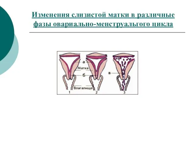 Изменения слизистой матки в различные фазы овариально-менструальгого цикла