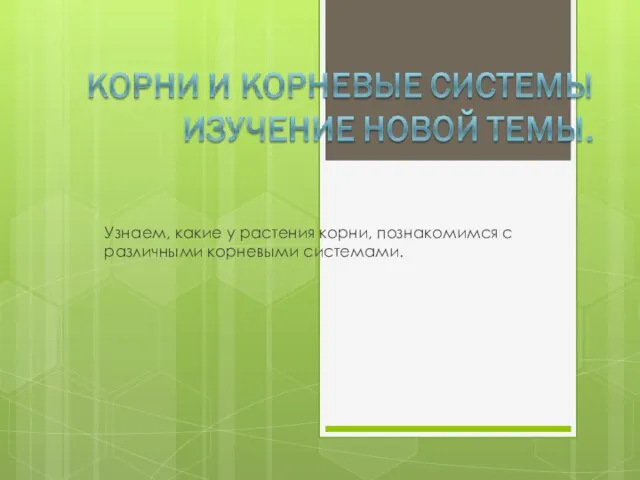 Узнаем, какие у растения корни, познакомимся с различными корневыми системами.