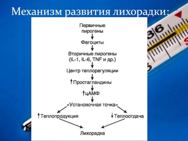 Механизм развития лихорадки: