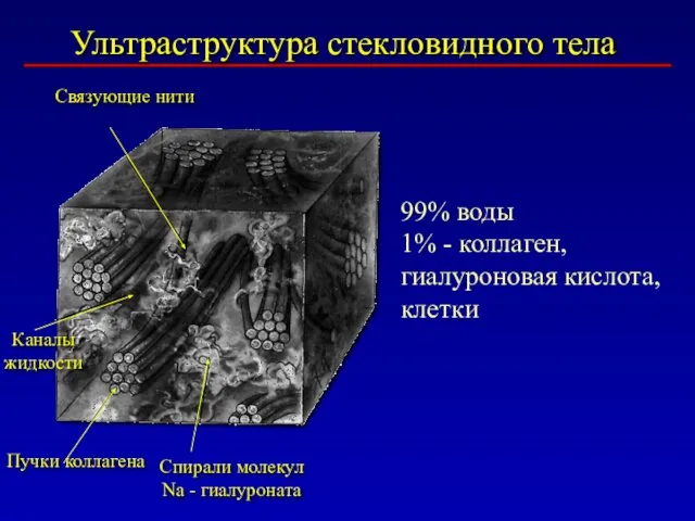 Ультраструктура стекловидного тела Пучки коллагена Спирали молекул Na - гиалуроната Связующие