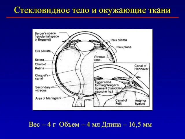 Стекловидное тело и окужающие ткани Вес – 4 г Объем –