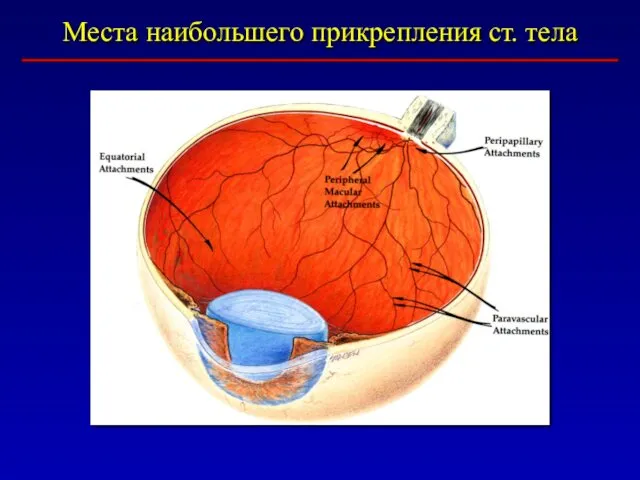 Места наибольшего прикрепления ст. тела