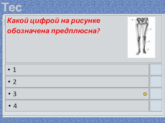 22.03.2016 Какой цифрой на рисунке обозначена предплюсна? 1 2 3 4