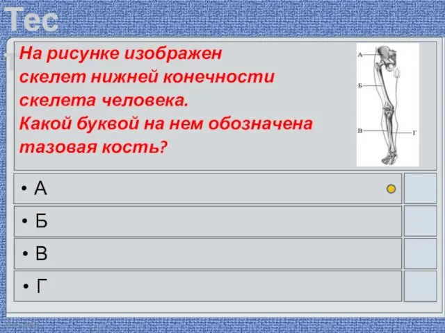 22.03.2016 На рисунке изображен скелет нижней конечности скелета человека. Какой буквой