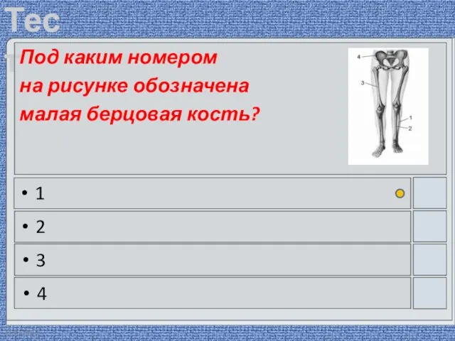 22.03.2016 Под каким номером на рисунке обозначена малая берцовая кость? 1 2 3 4