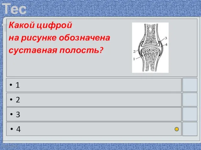 22.03.2016 Какой цифрой на рисунке обозначена суставная полость? 1 2 3 4