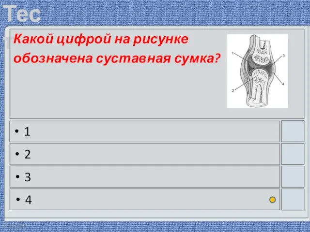 22.03.2016 Какой цифрой на рисунке обозначена суставная сумка? 1 2 3 4