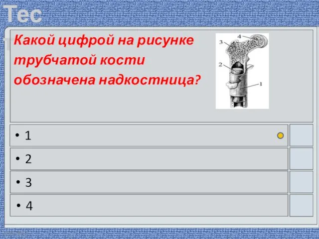 22.03.2016 Какой цифрой на рисунке трубчатой кости обозначена надкостница? 1 2 3 4