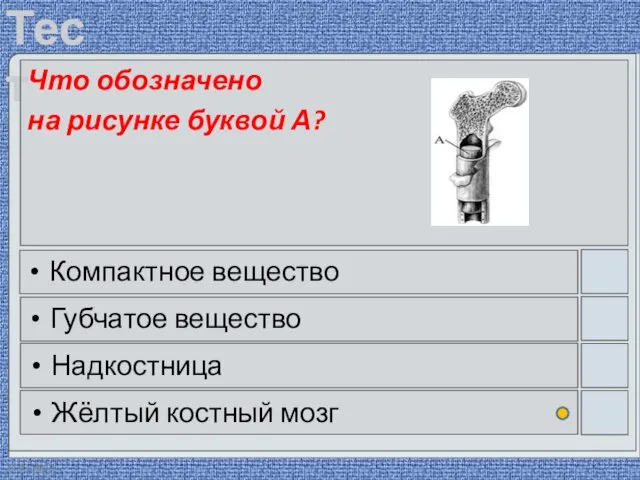 22.03.2016 Что обозначено на рисунке буквой А? Компактное вещество Губчатое вещество Надкостница Жёлтый костный мозг