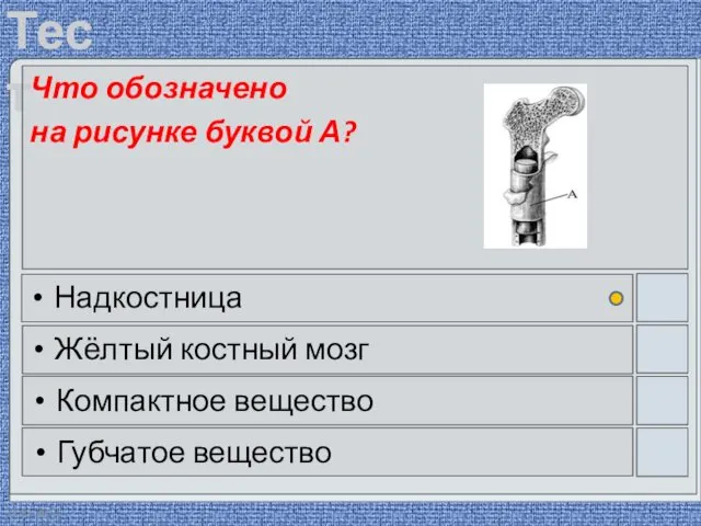 22.03.2016 Что обозначено на рисунке буквой А? Надкостница Жёлтый костный мозг Компактное вещество Губчатое вещество