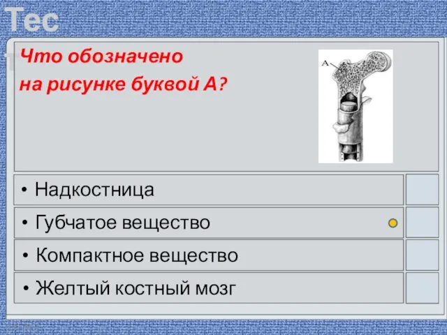 22.03.2016 Что обозначено на рисунке буквой А? Надкостница Губчатое вещество Компактное вещество Желтый костный мозг