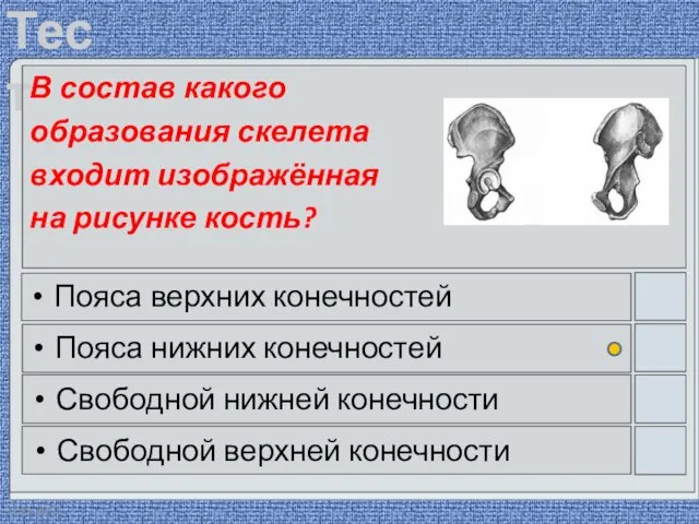 22.03.2016 В состав какого образования скелета входит изображённая на рисунке кость?