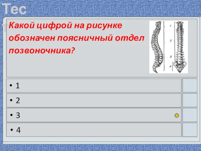 22.03.2016 Какой цифрой на рисунке обозначен поясничный отдел позвоночника? 1 2 3 4