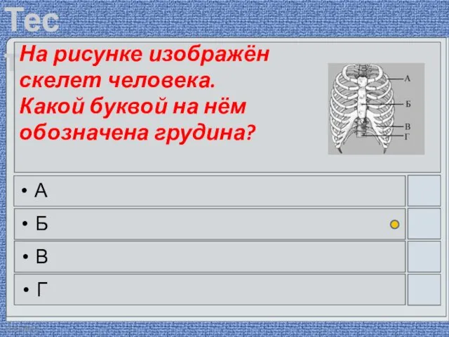 22.03.2016 На рисунке изображён скелет человека. Какой буквой на нём обозначена грудина? А Б В Г