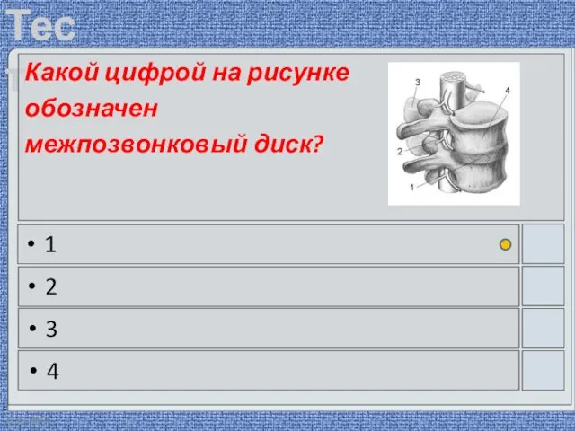 22.03.2016 Какой цифрой на рисунке обозначен межпозвонковый диск? 1 2 3 4