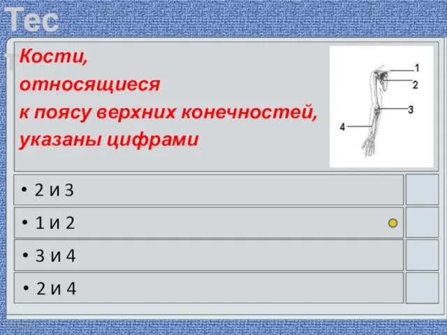 22.03.2016 Кости, относящиеся к поясу верхних конечностей, указаны цифрами 2 и